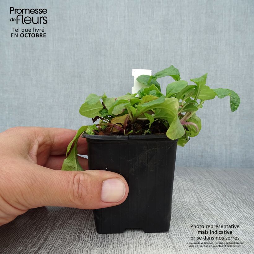 Ejemplar de Ajuga reptans Rosea Maceta de 8/9 cm entregado en otoño