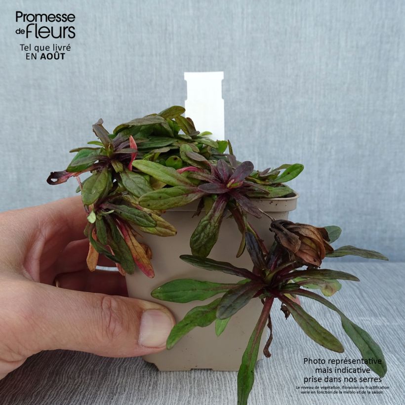 Ejemplar de Ajuga Dixie Chip - Búgula Maceta de 8/9 cm entregado en verano