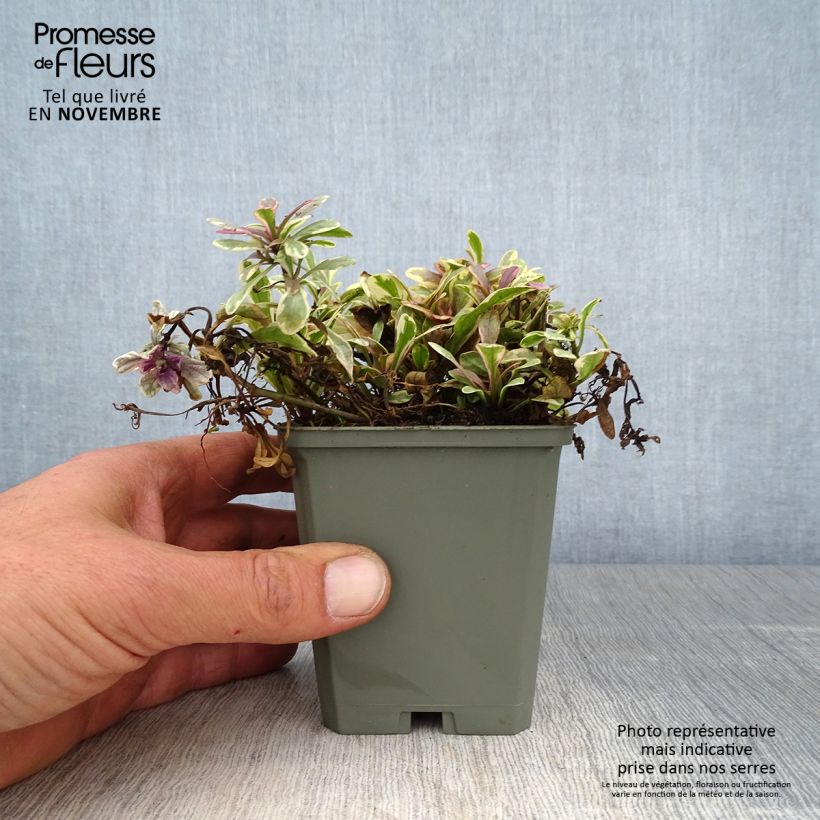 Ejemplar de Ajuga Princess Nadia - Búgula Maceta de 8/9 cm entregado en otoño