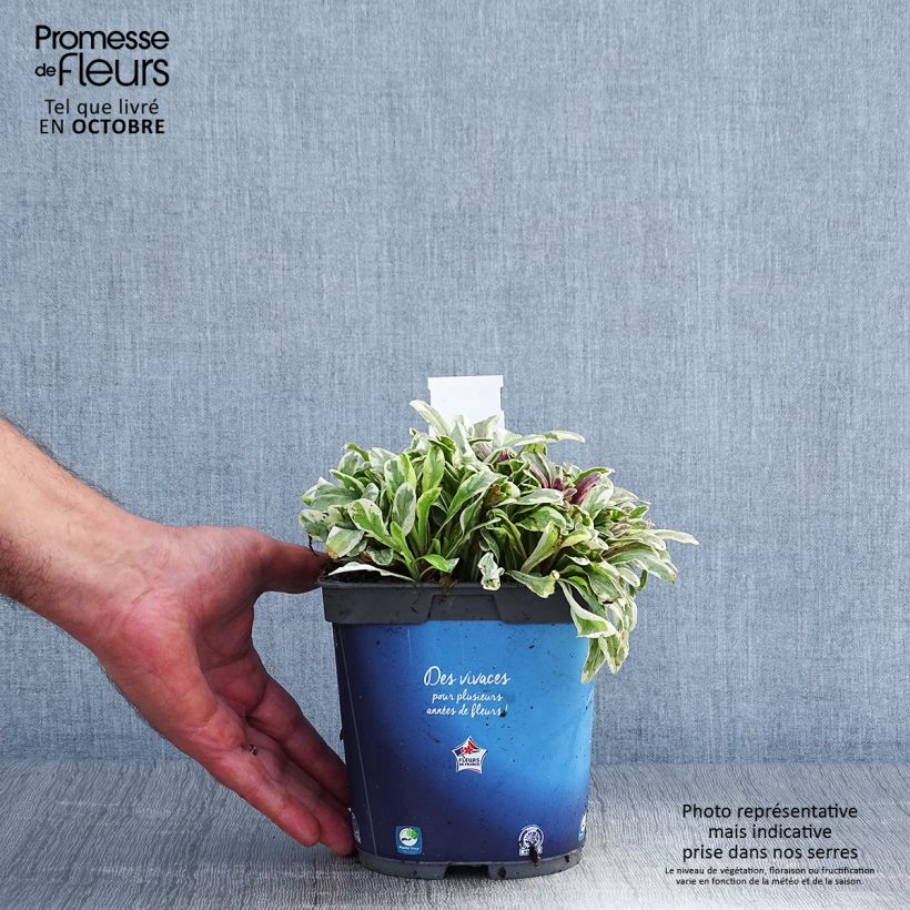 Ejemplar de Ajuga Princess Nadia - Búgula Maceta 1,5L/2L entregado en otoño