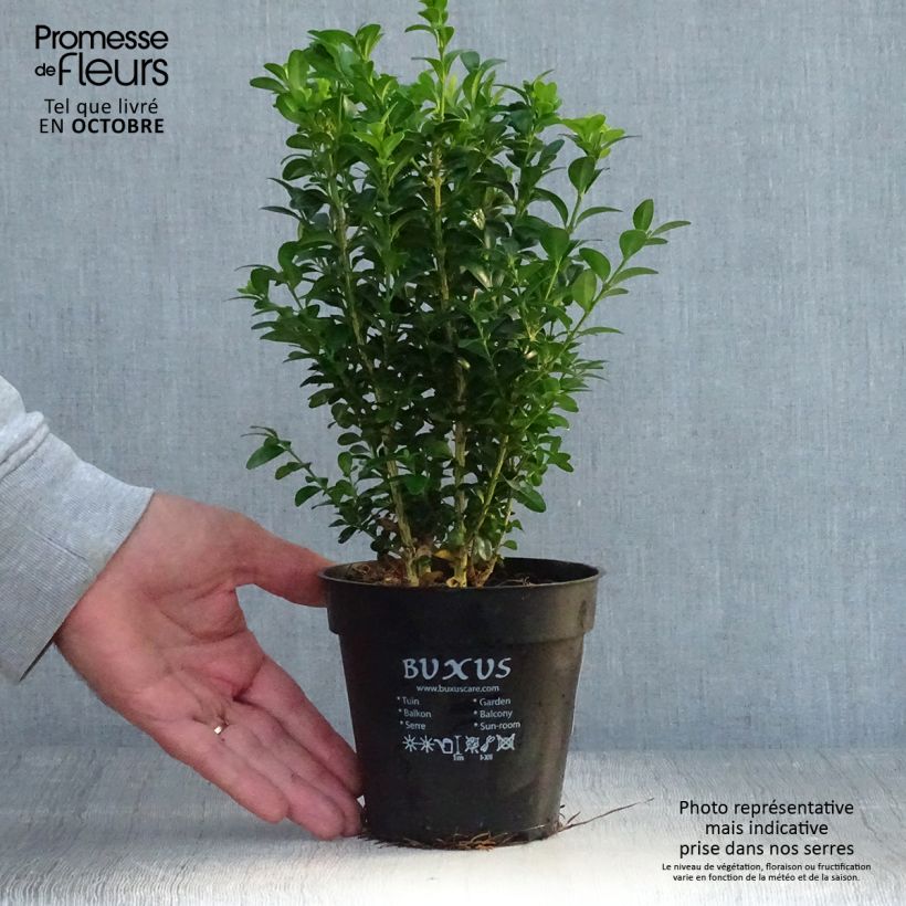 Ejemplar de Boj enano - Buxus sempervirens Maceta de 12 cm / 13 cm entregado en otoño