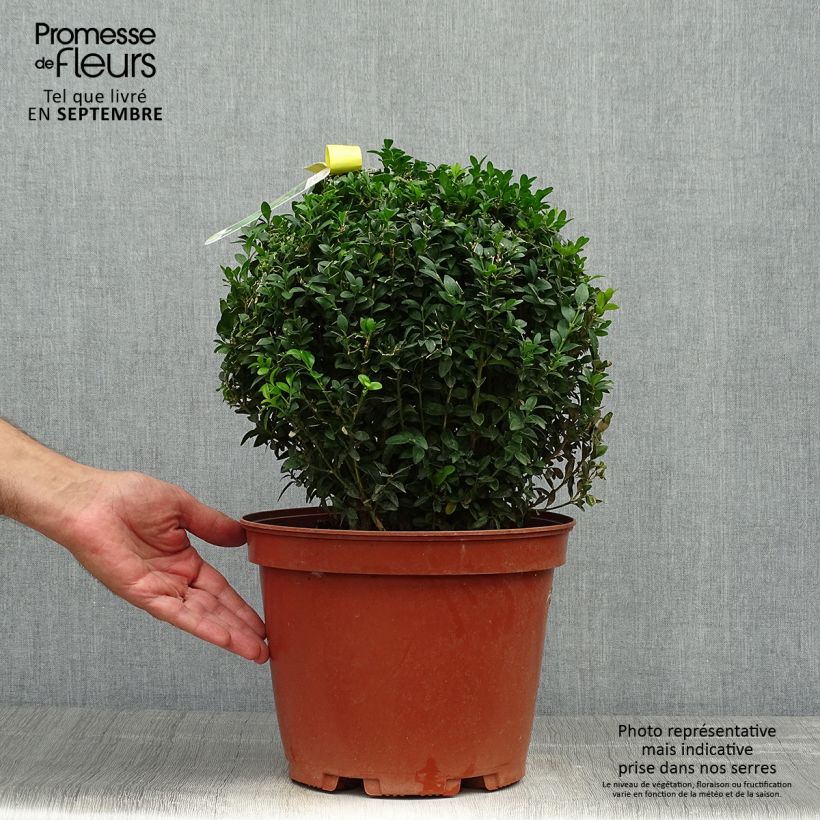 Ejemplar de Buxus sempervirens - Boj bola enano Maceta 7,5L/10L entregado en otoño