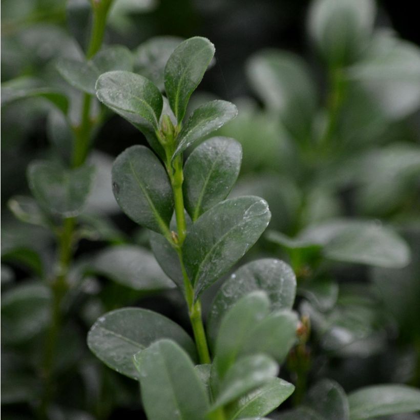Boj enano - Buxus sempervirens (Follaje)