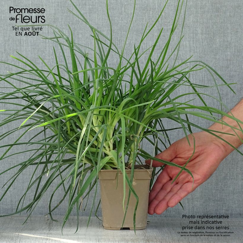 Ejemplar de Bulbine frutescens - Bulbine jaune - Pot de 1L/1.5L entregado en verano