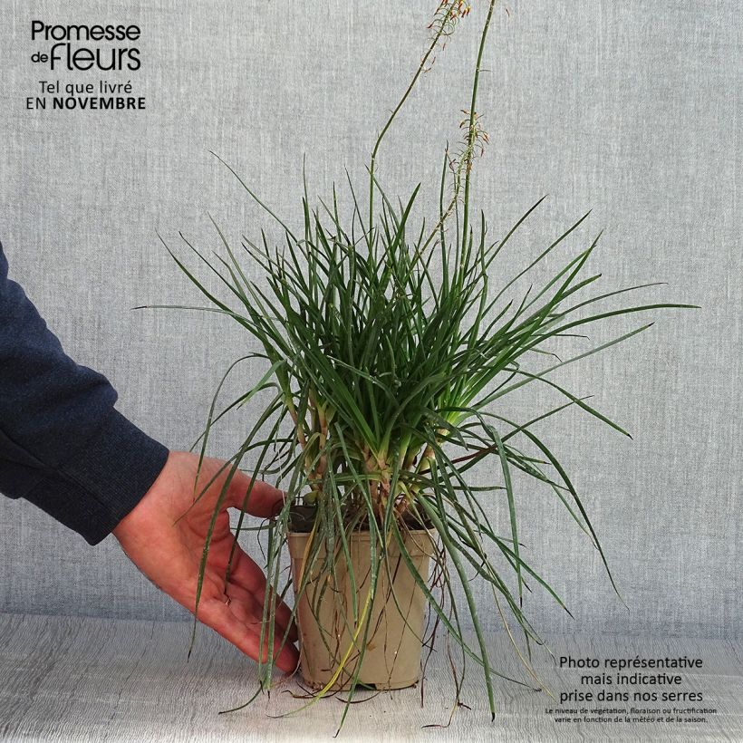 Ejemplar de Bulbine frutescens Hallmarck Maceta 1L/1,5L entregado en otoño