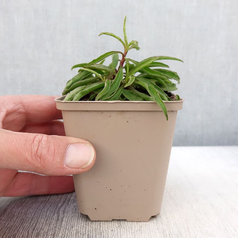 Buphthalmum salicifolium Alpen Gold Godet de 8/9 cm Ejemplar entregado en la primavera