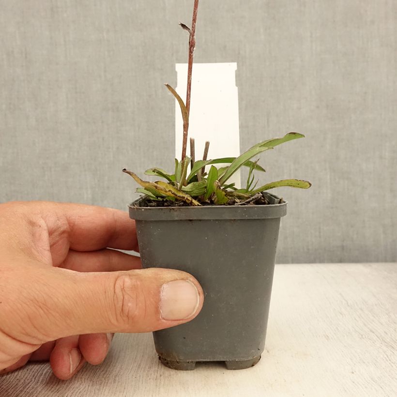 Ejemplar de Buphthalmum salicifolium Dora Maceta de 8/9 cm entregado en verano