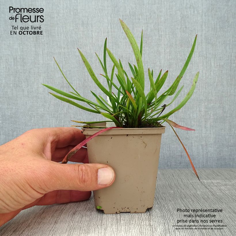 Ejemplar de Bupleurum falcatum - Hierba gitana Maceta de 8/9 cm entregado en otoño