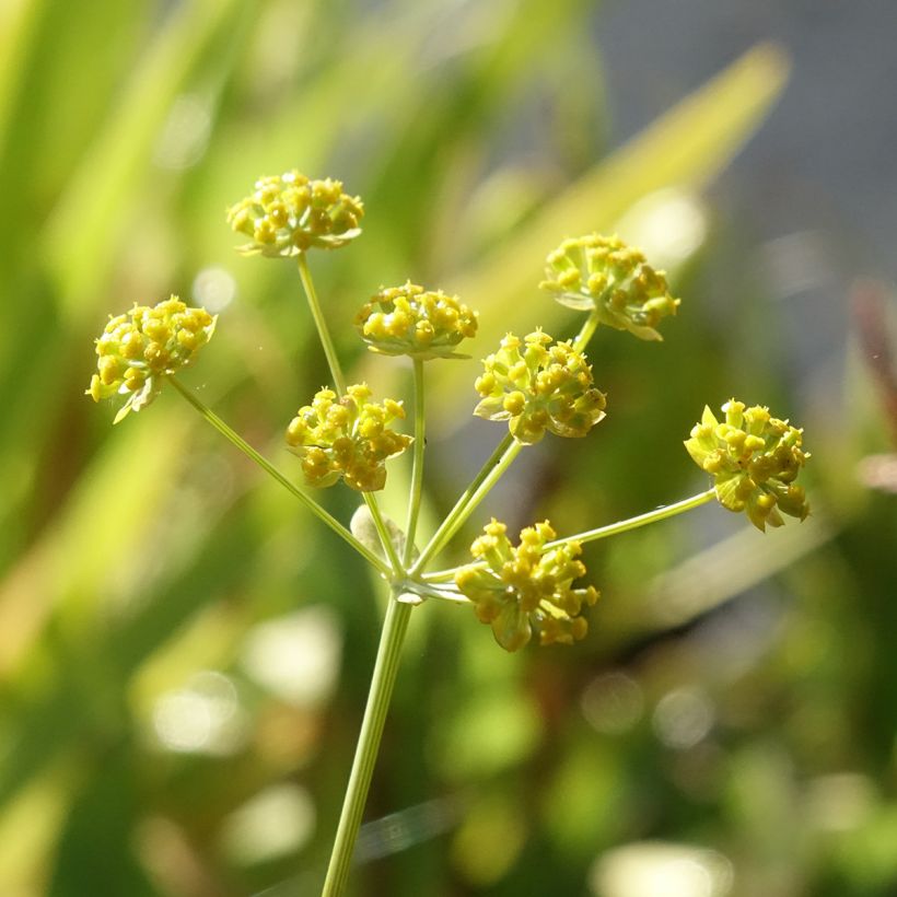 Bupleurum falcatum - Hierba gitana (Floración)