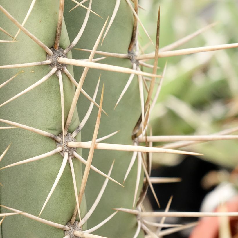 Cactus - Echinopsis pasacana (Follaje)