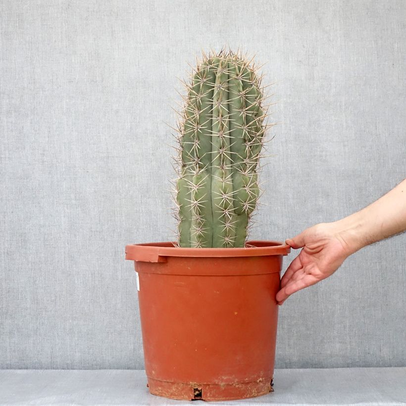 Cactus - Echinopsis pasacana Maceta 12L/15L Ejemplar entregado en la primavera
