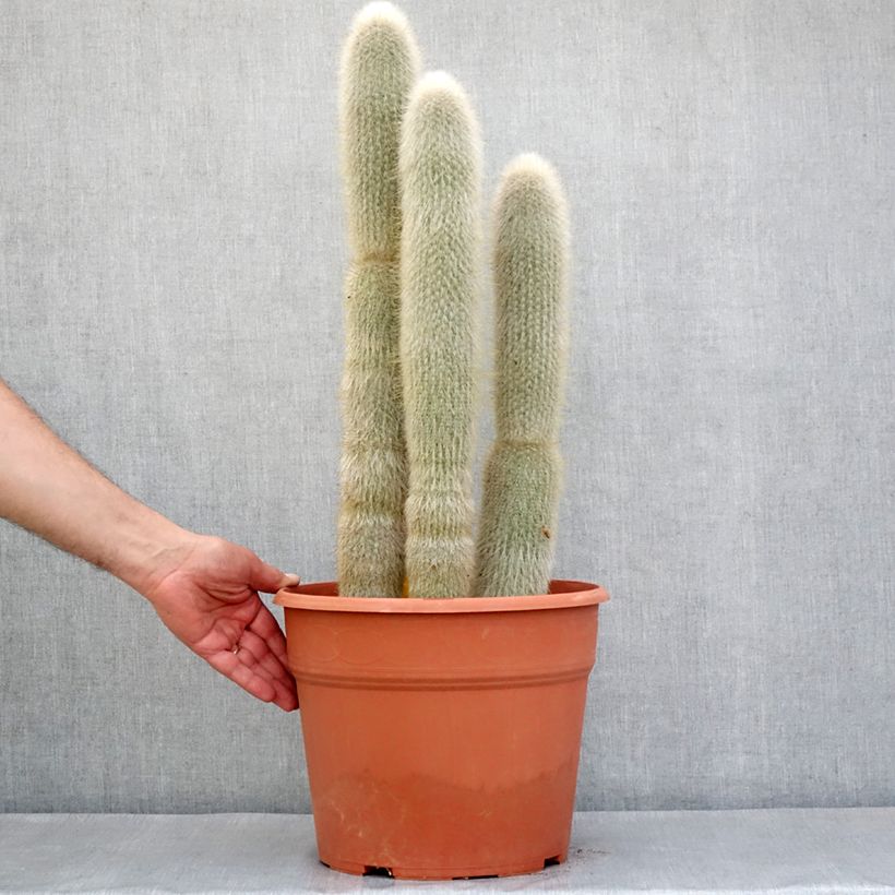 Cactus - Cleistocactus strausii Maceta 12L/15L Ejemplar entregado en la primavera