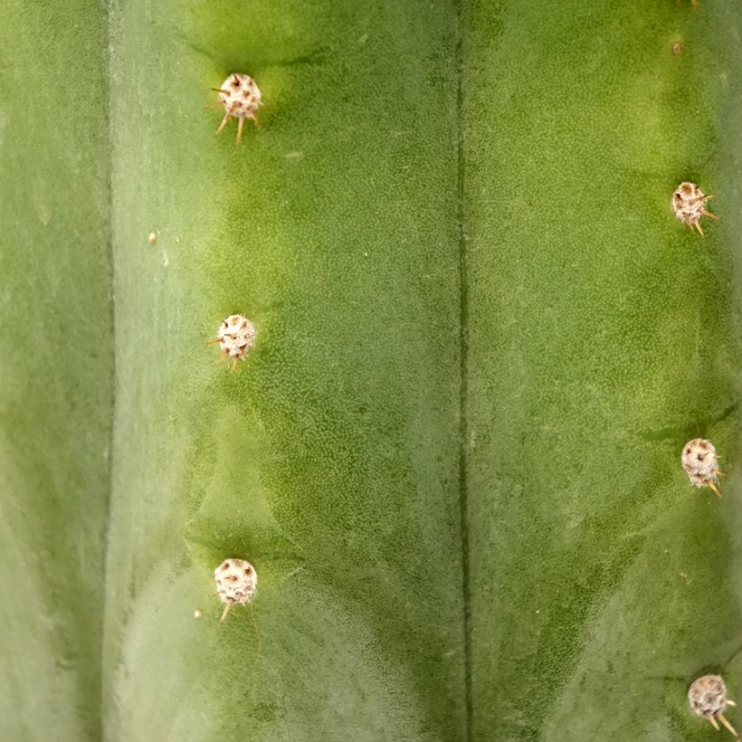 Cactus San Pedro - Trichocereus pachanoi (Follaje)