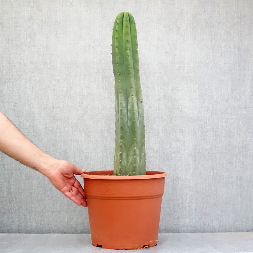Cactus San Pedro - Trichocereus pachanoi Maceta 12L/15L Ejemplar entregado en la primavera