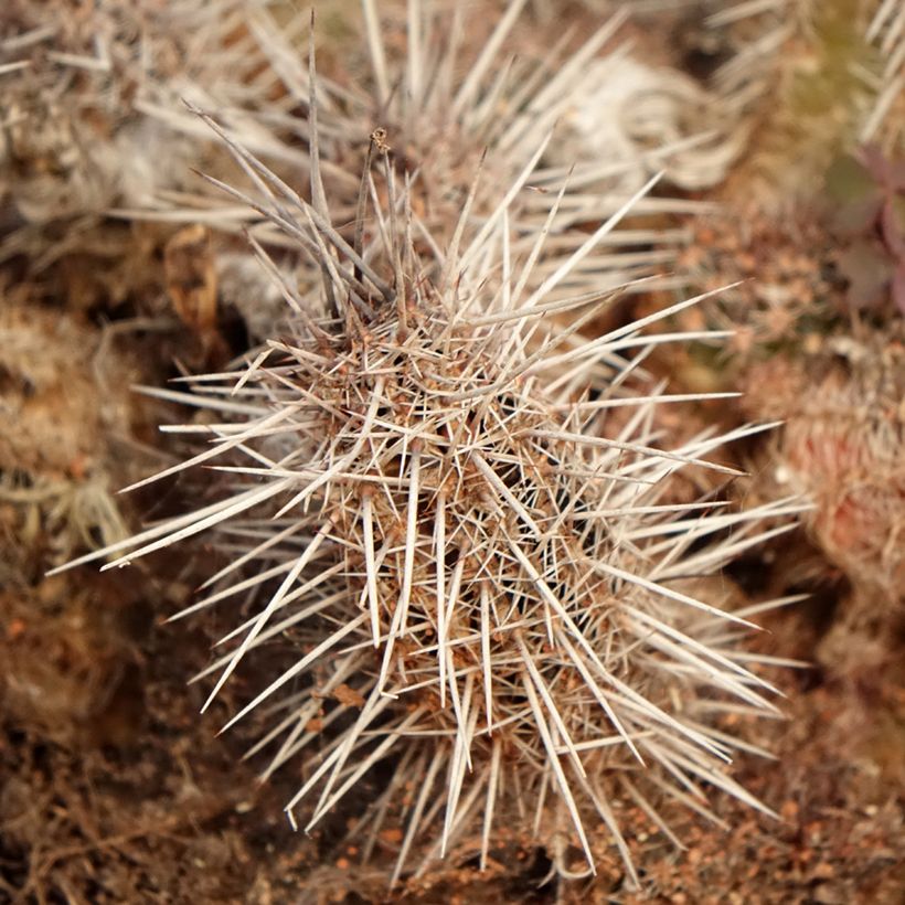 Cactus - Lobivia cardenasiana (Follaje)