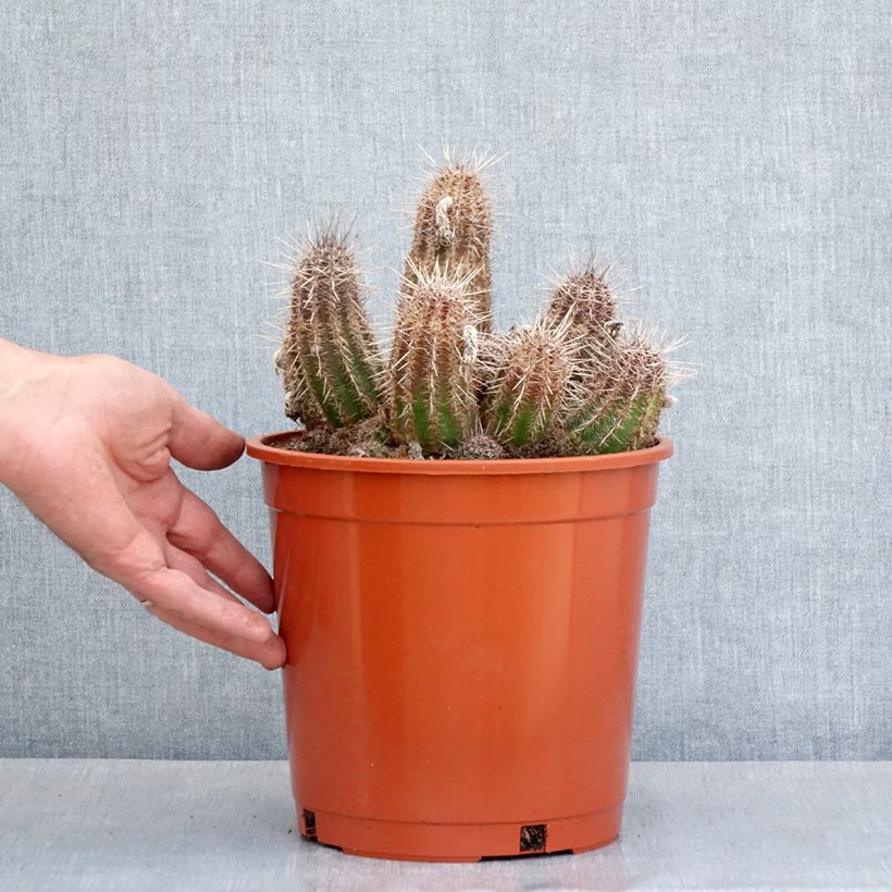 Cactus - Lobivia cardenasiana - Pot de 4L/5L Ejemplar entregado en la primavera