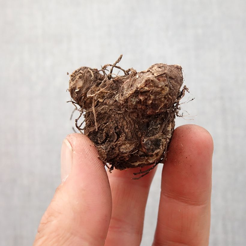Caladium Rosebud Bulbo calibre I Ejemplar entregado en la primavera