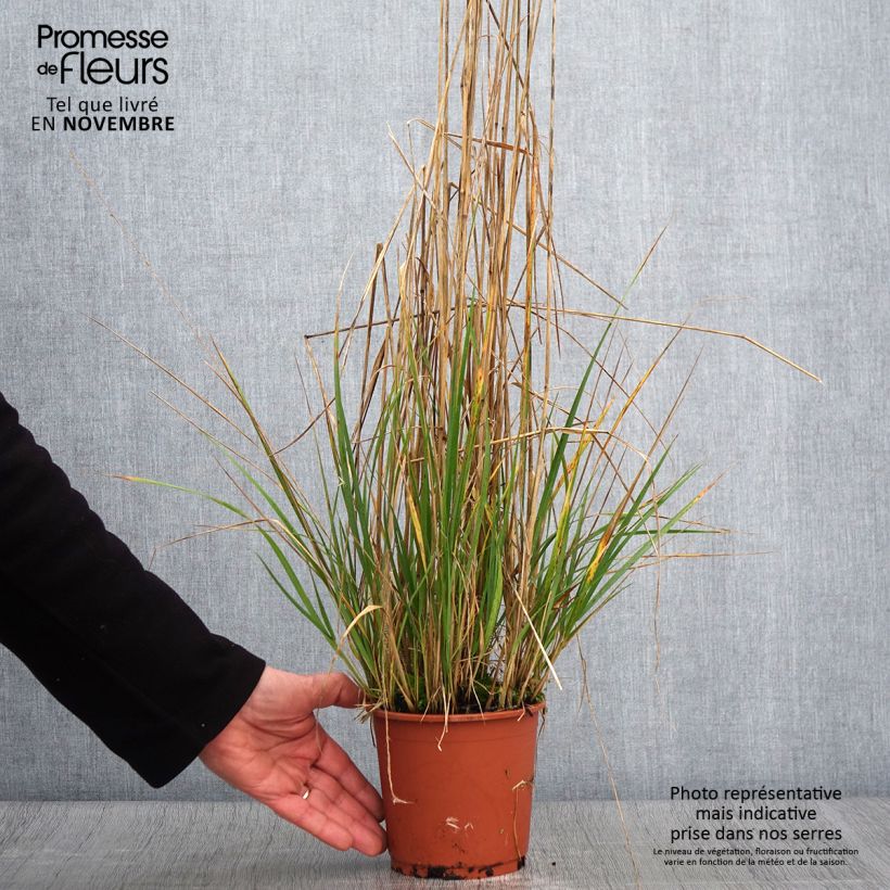 Ejemplar de Calamagrostis acutiflora Avalanche Maceta 1L/1,5L entregado en otoño