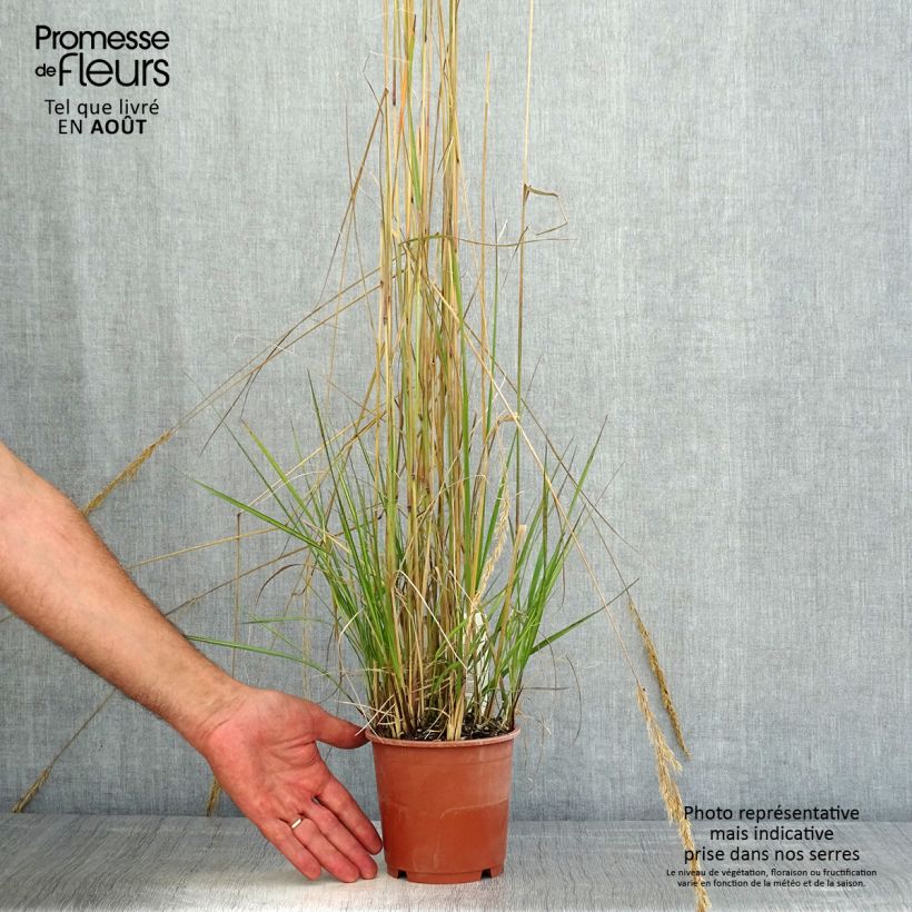 Ejemplar de Calamagrostis acutiflora Avalanche - Calamagrostide en pot de 1L/1.5L entregado en verano