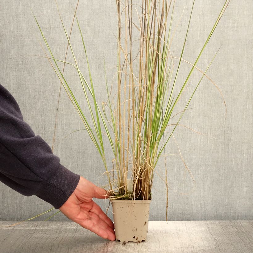 Ejemplar de Calamagrostis acutiflora Avalanche Maceta de 8/9 cm entregado en otoño