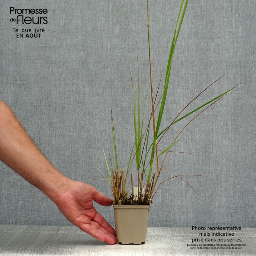 Ejemplar de Calamagrostis acutiflora Avalanche - Calamagrostide Godet de 9cm entregado en verano