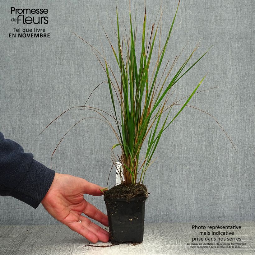 Ejemplar de Calamagrostis acutiflora Karl Foerster Maceta de 8/9 cm entregado en otoño