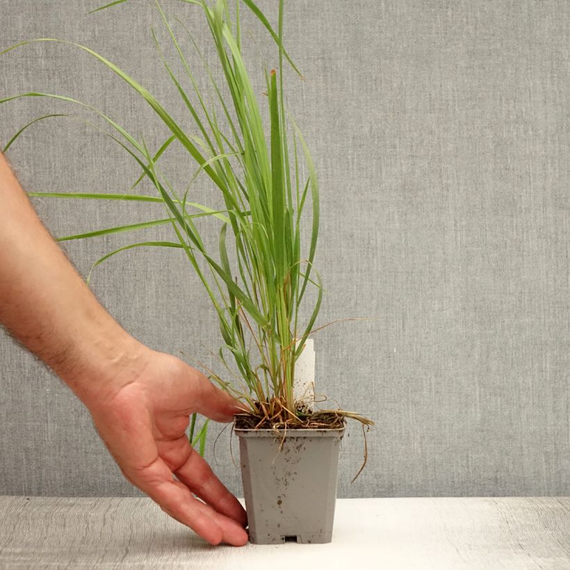 Ejemplar de Calamagrostis acutiflora Karl Foerster en godet de 9cm entregado en verano