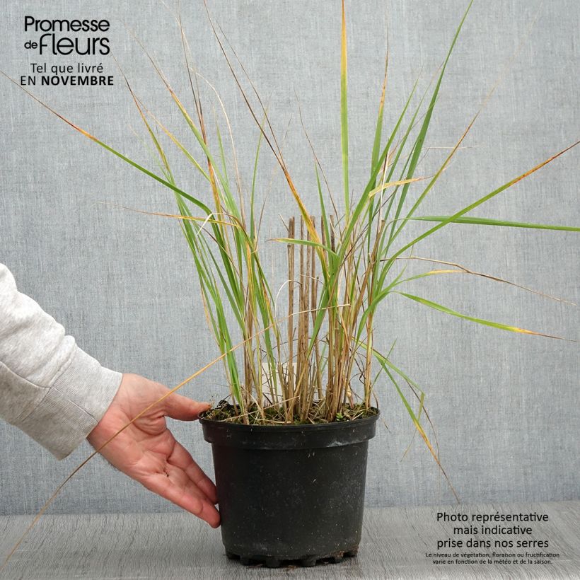 Ejemplar de Calamagrostis acutiflora Karl Foerster Maceta 2L/3L entregado en otoño