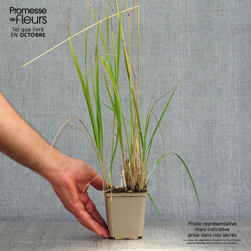 Ejemplar de Calamagrostis acutiflora Overdam Maceta de 8/9 cm entregado en otoño