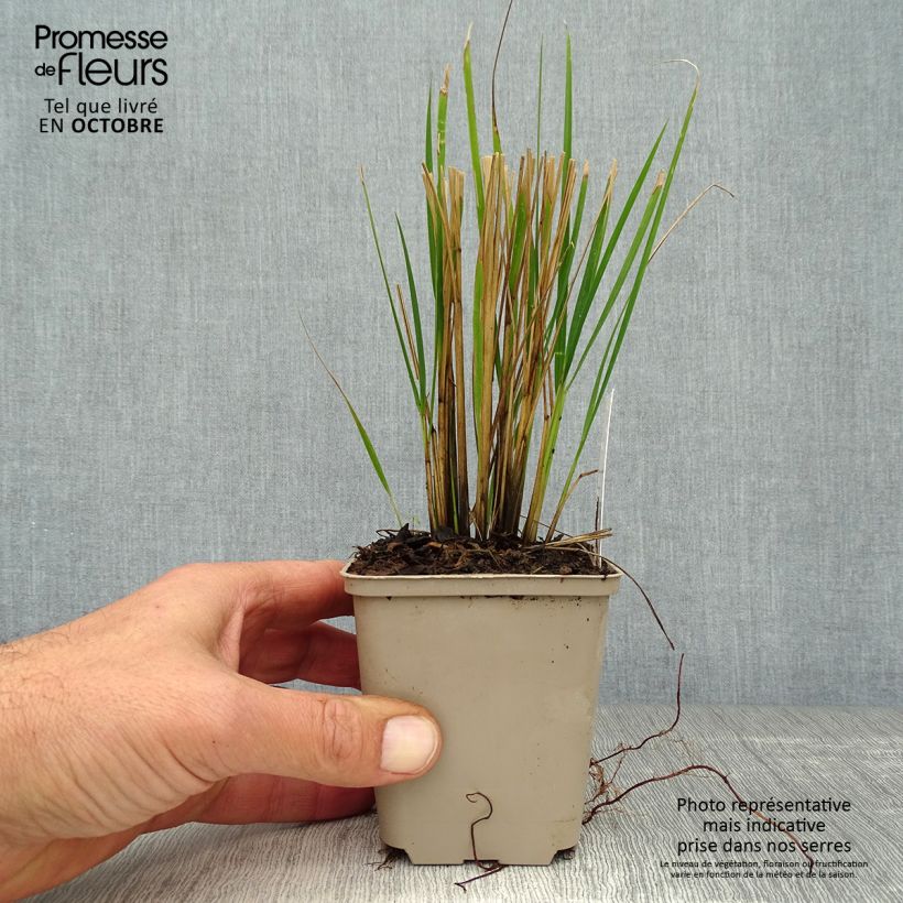 Ejemplar de Calamagrostis acutiflora Waldenbuch Maceta de 8/9 cm entregado en otoño