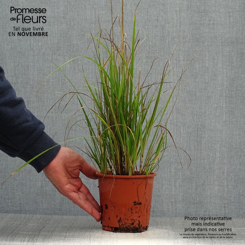 Ejemplar de Calamagrostis acutiflora Waldenbuch Maceta 1L/1,5L entregado en otoño