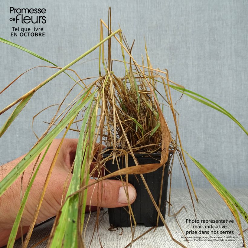 Ejemplar de Calamagrostis brachytricha Maceta de 8/9 cm entregado en otoño