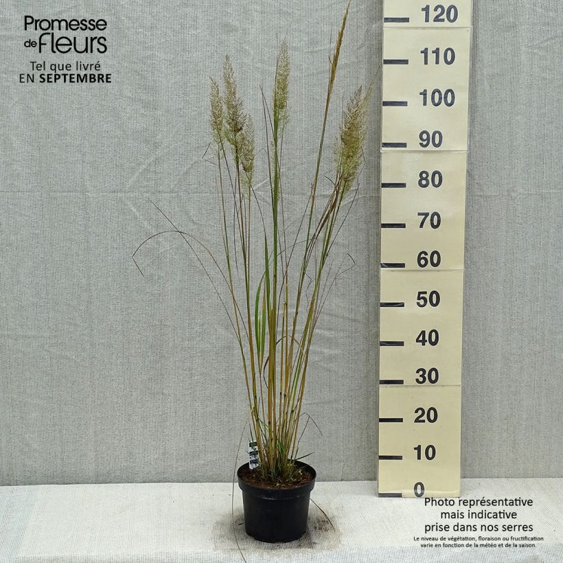 Ejemplar de Calamagrostis brachytricha Maceta 3L/4L entregado en otoño
