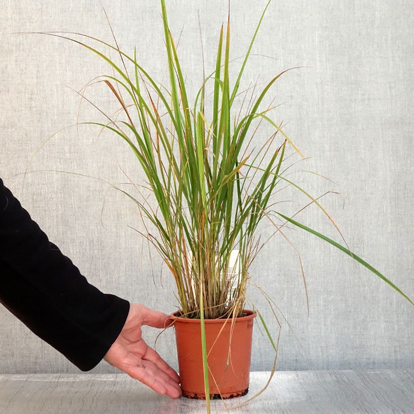 Ejemplar de Calamagrostis brachytricha Maceta 1L/1,5L entregado en otoño