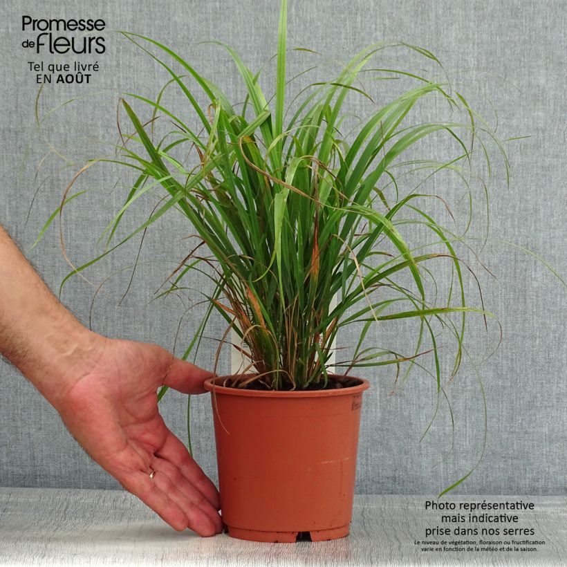 Ejemplar de Calamagrostis brachytricha - Herbe aux diamants - pot de 1L/1.5L entregado en verano