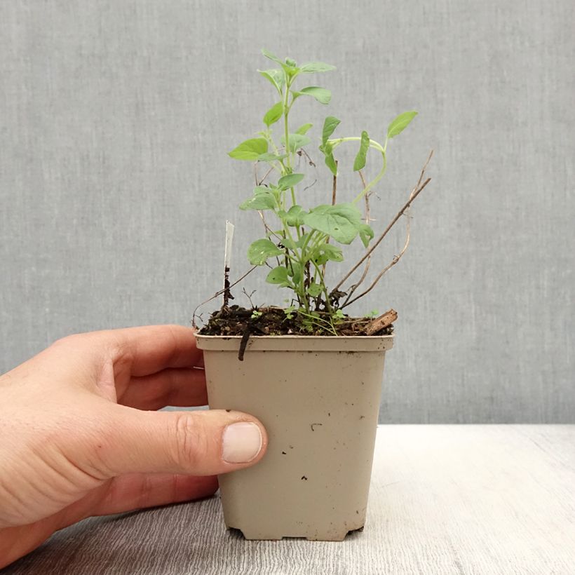 Calamintha nepeta Weisser Riese - Calament Godet de 9cm Ejemplar entregado en la primavera
