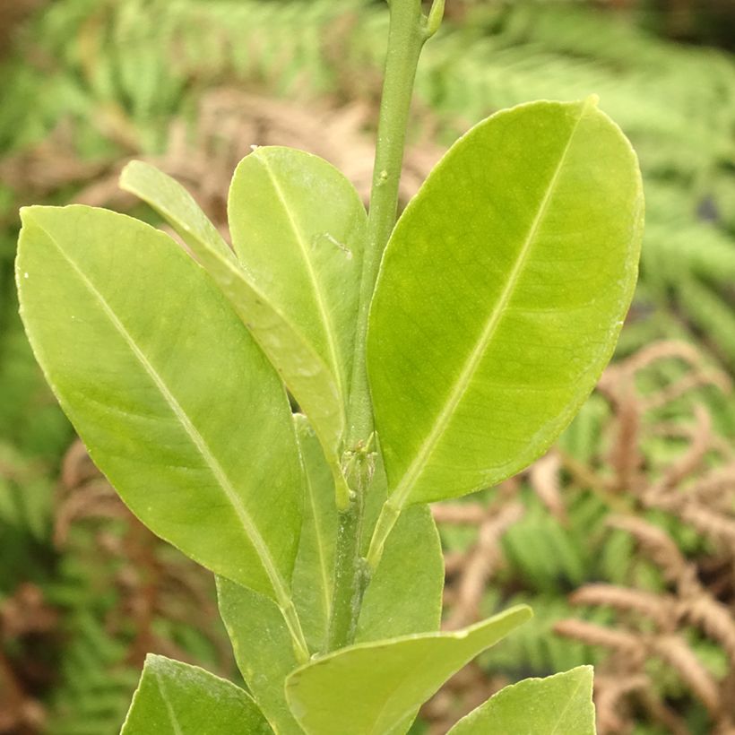 Calamondina - Citrus madurensis (Follaje)