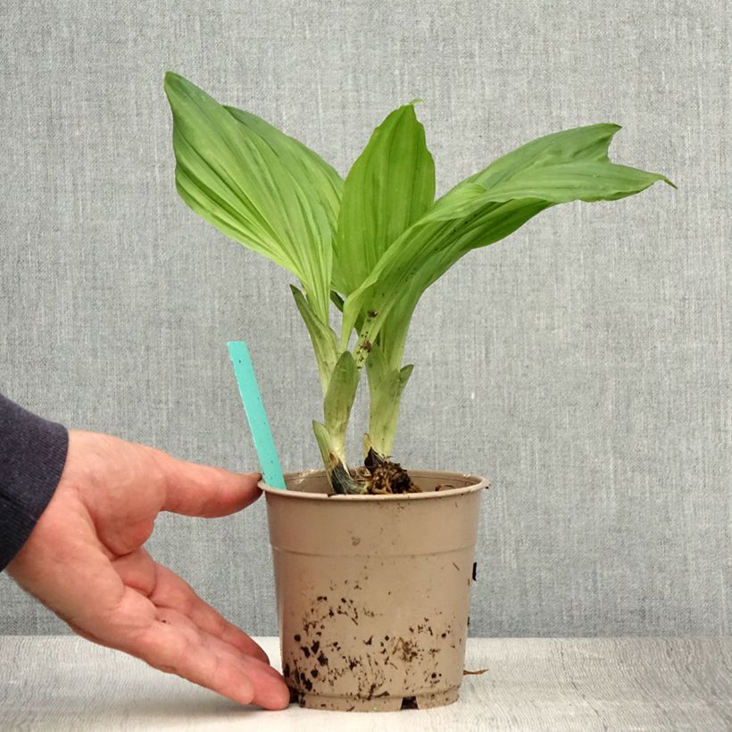 Ejemplar de Calanthe Arizona Dream - Orchidée vivace - Pot de 1L/1.5L entregado en verano