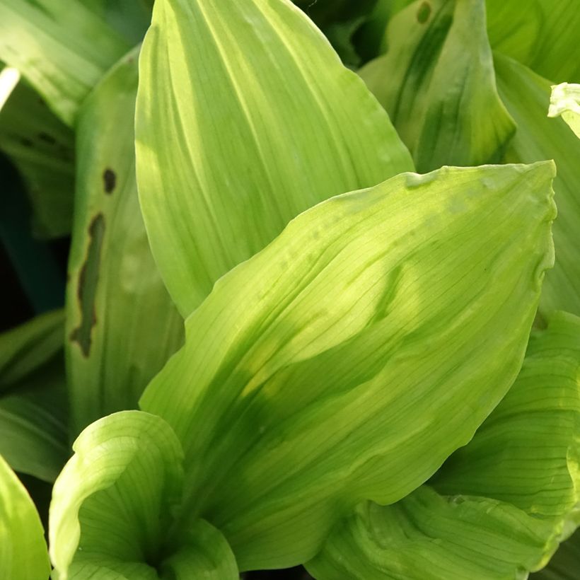 Calanthe discolor (Follaje)