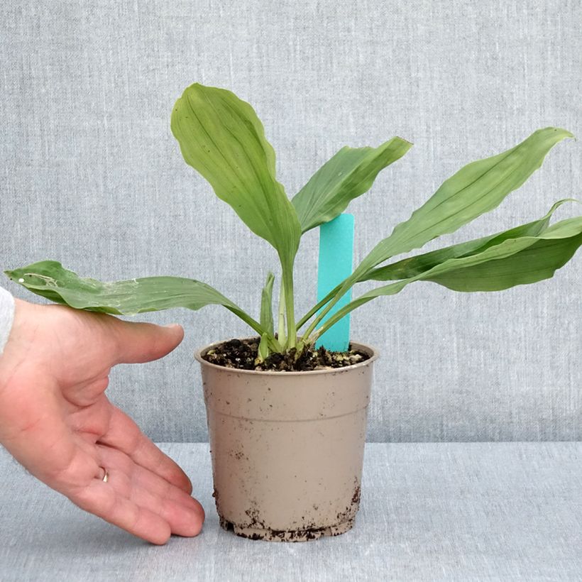 Calanthe discolor - Pot de 1L/1,5L Ejemplar entregado en la primavera