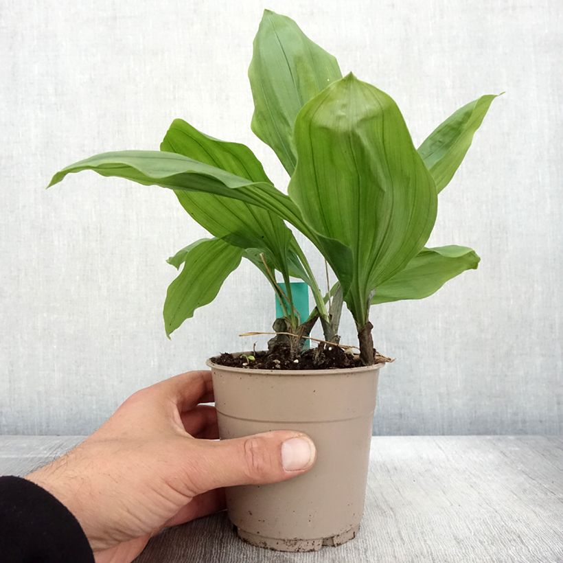 Ejemplar de Calanthe Olive Green Maceta 1,5L/2L entregado en otoño