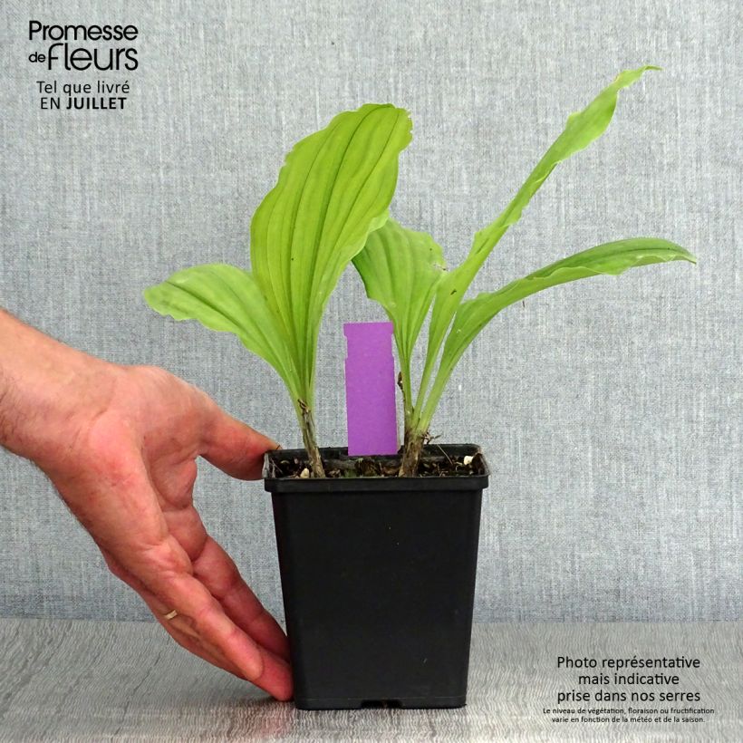 Ejemplar de Calanthe Olive Green - Orchidée vivace - Pot de 1,5L/2L entregado en verano