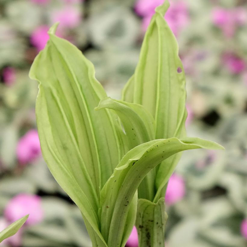 Calanthe Pink & Cream (Follaje)