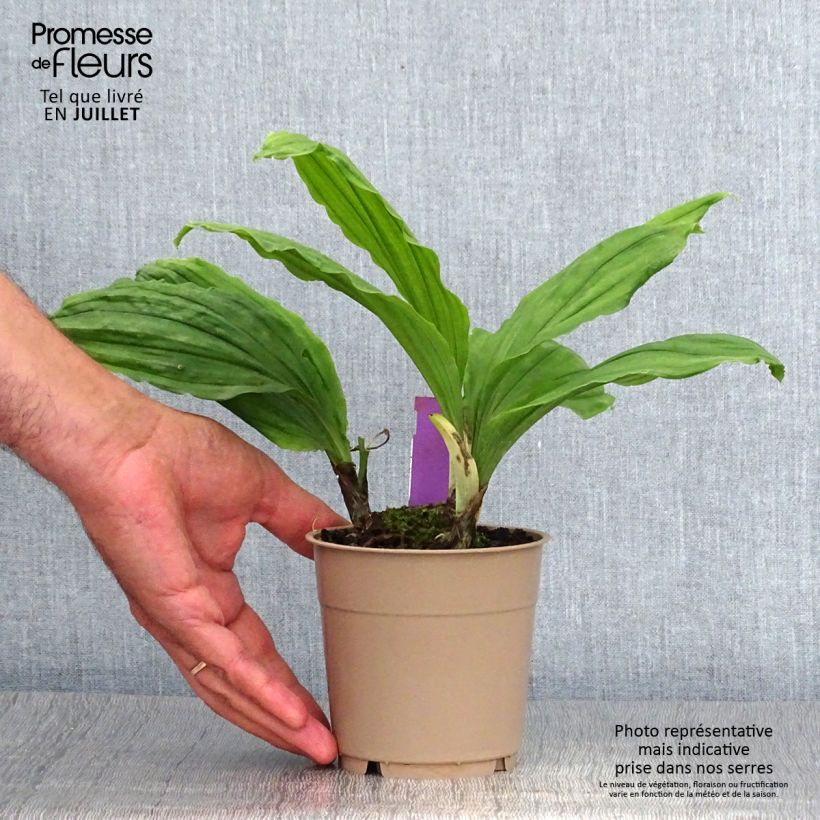 Ejemplar de Calanthe Pink & Cream - Orchidée vivace - Pot de 1,5L/2L entregado en verano