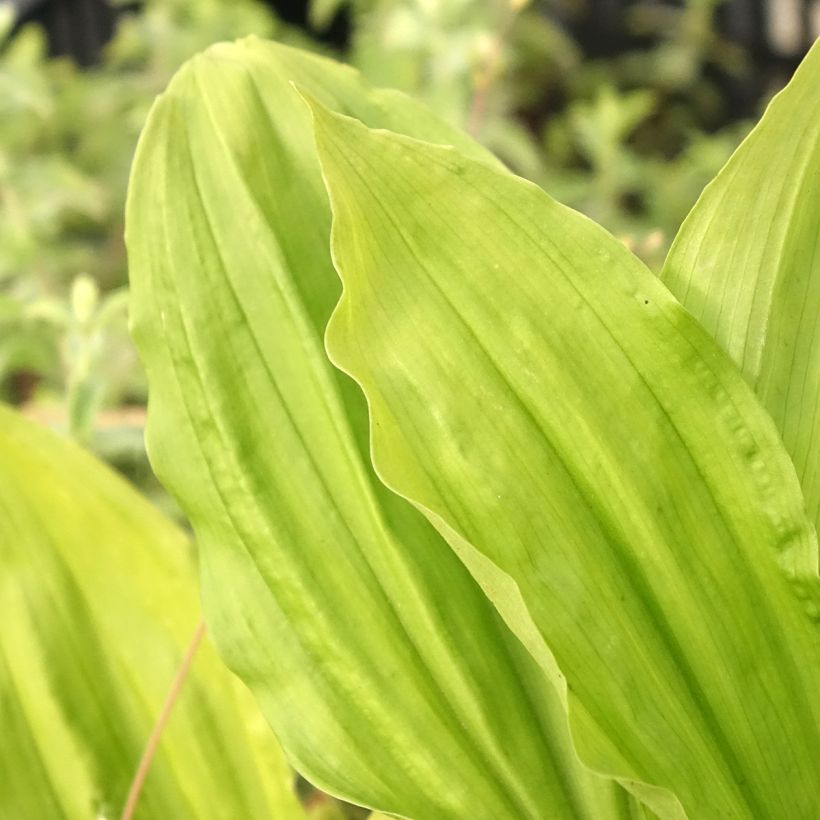 Calanthe sieboldii Light (Follaje)