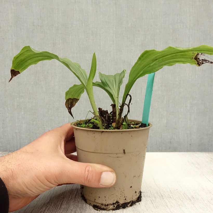 Ejemplar de Calanthe Takane Maceta 1L/1,5L entregado en otoño