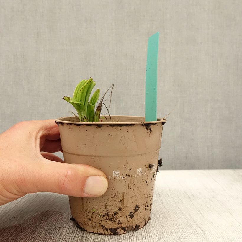 Ejemplar de Calanthe tricarinata Maceta 1L/1,5L calibre I entregado en otoño