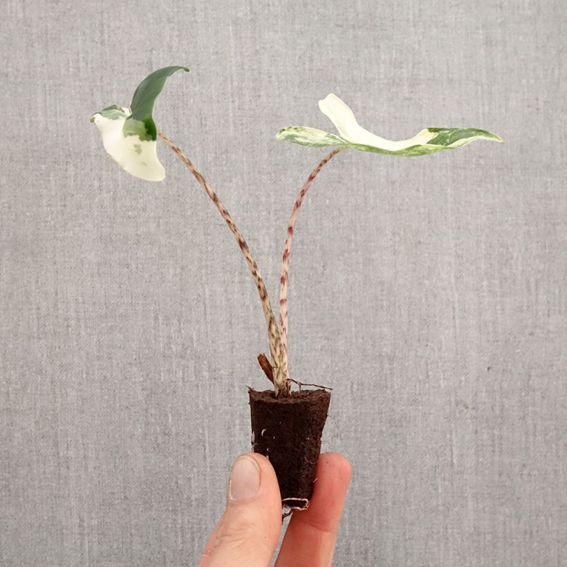 Calathea Beauty Star - Calatea Mini-plante Ejemplar entregado en la primavera