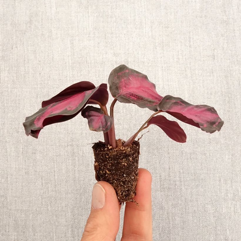 Calathea Crimson - Calatea Mini-plante Ejemplar entregado en la primavera