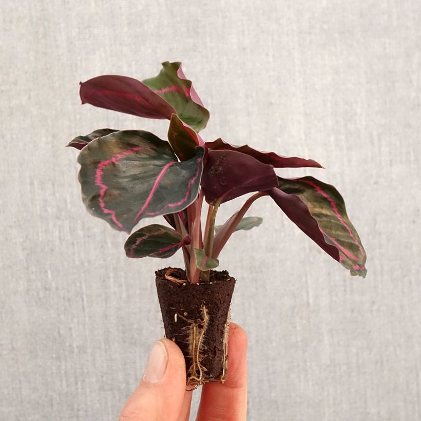 Calathea Dottie - Mini-motte Ø 3/4 cm Ejemplar entregado en la primavera